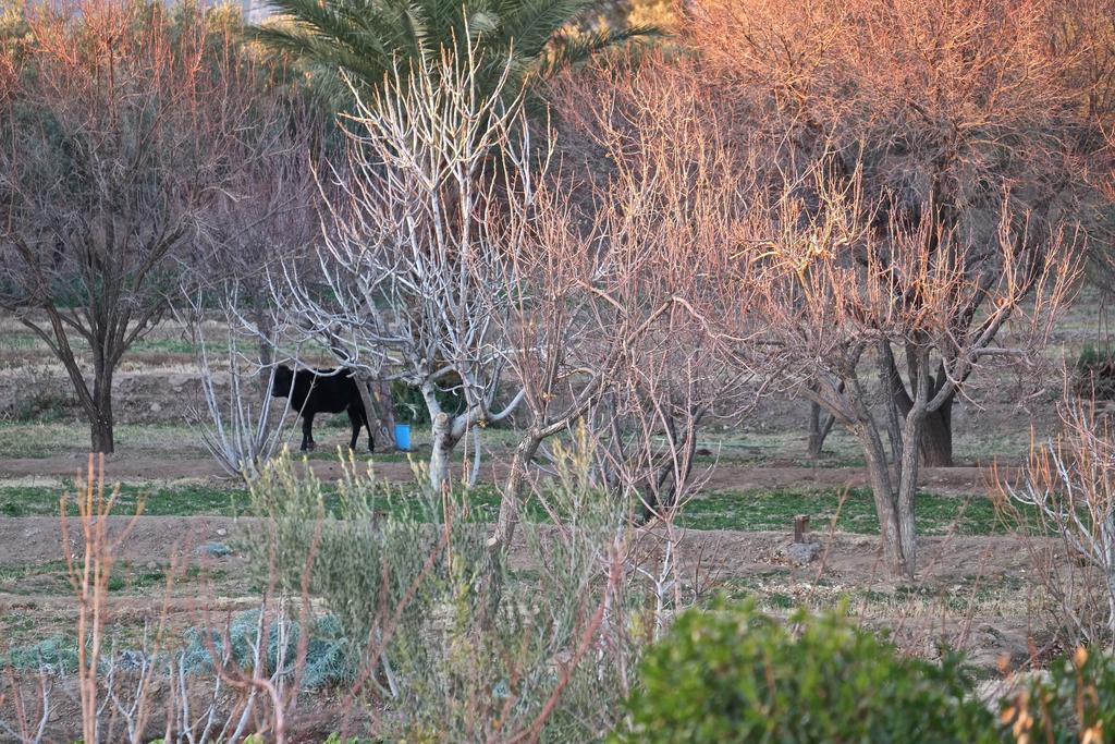Sawadi Ecolodge Skoura Esterno foto